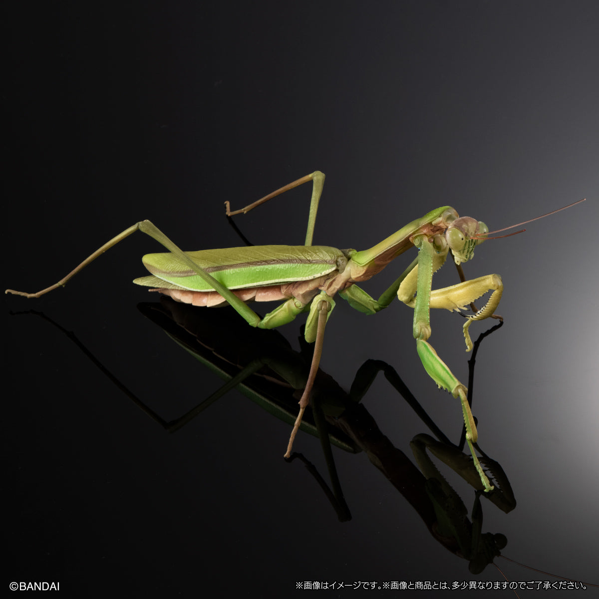 PRE-ORDER Bandai - The Diversity of Life on Earth - Praying Mantis & Oriental Long-headed Grasshopper Display Stand Set