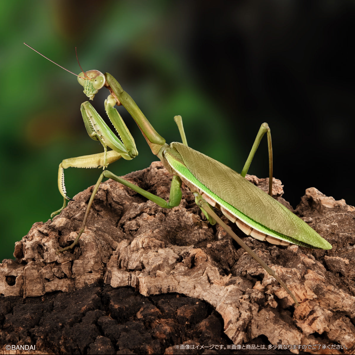 PRE-ORDER Bandai - The Diversity of Life on Earth - Praying Mantis & Oriental Long-headed Grasshopper Display Stand Set