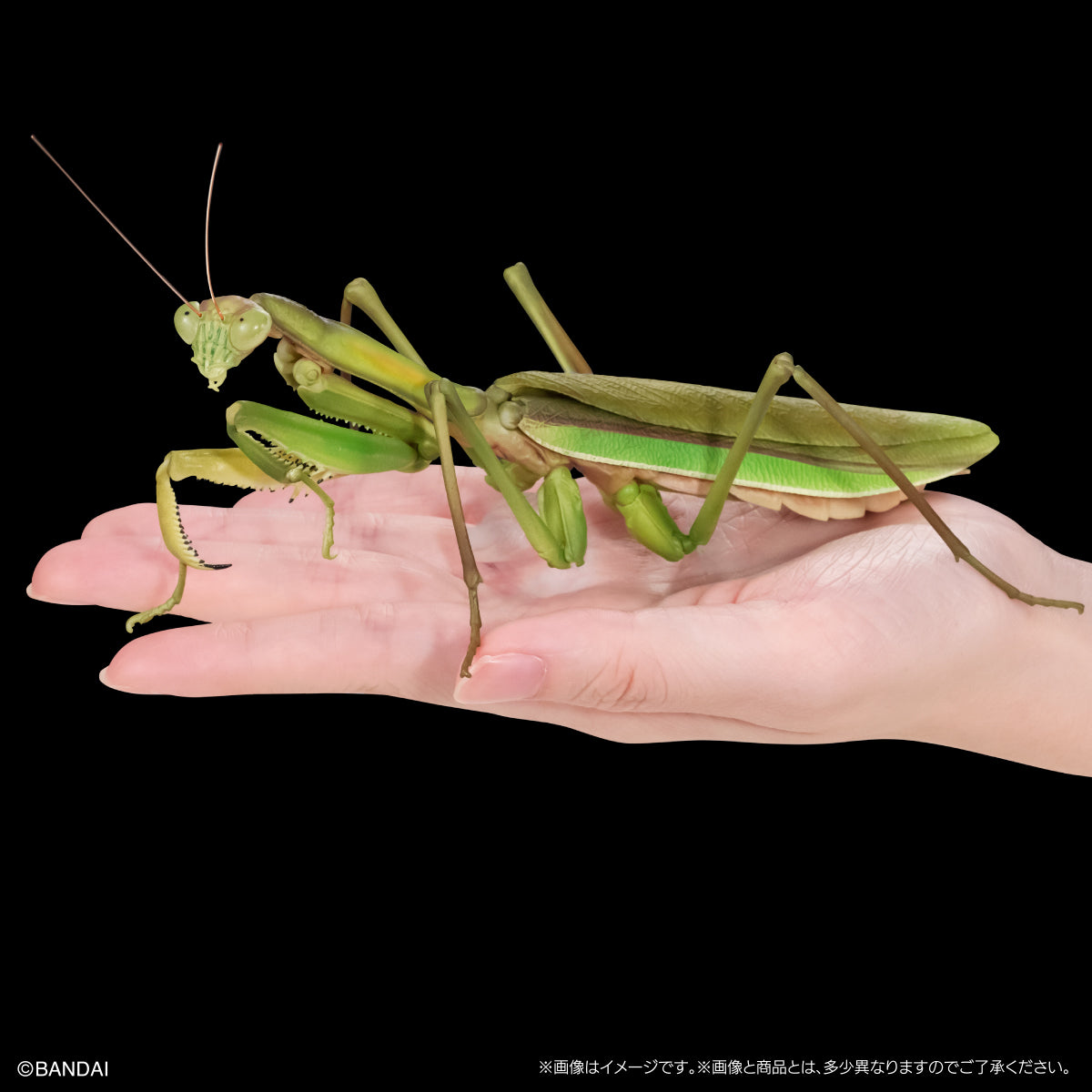 PRE-ORDER Bandai - The Diversity of Life on Earth - Praying Mantis & Oriental Long-headed Grasshopper Display Stand Set
