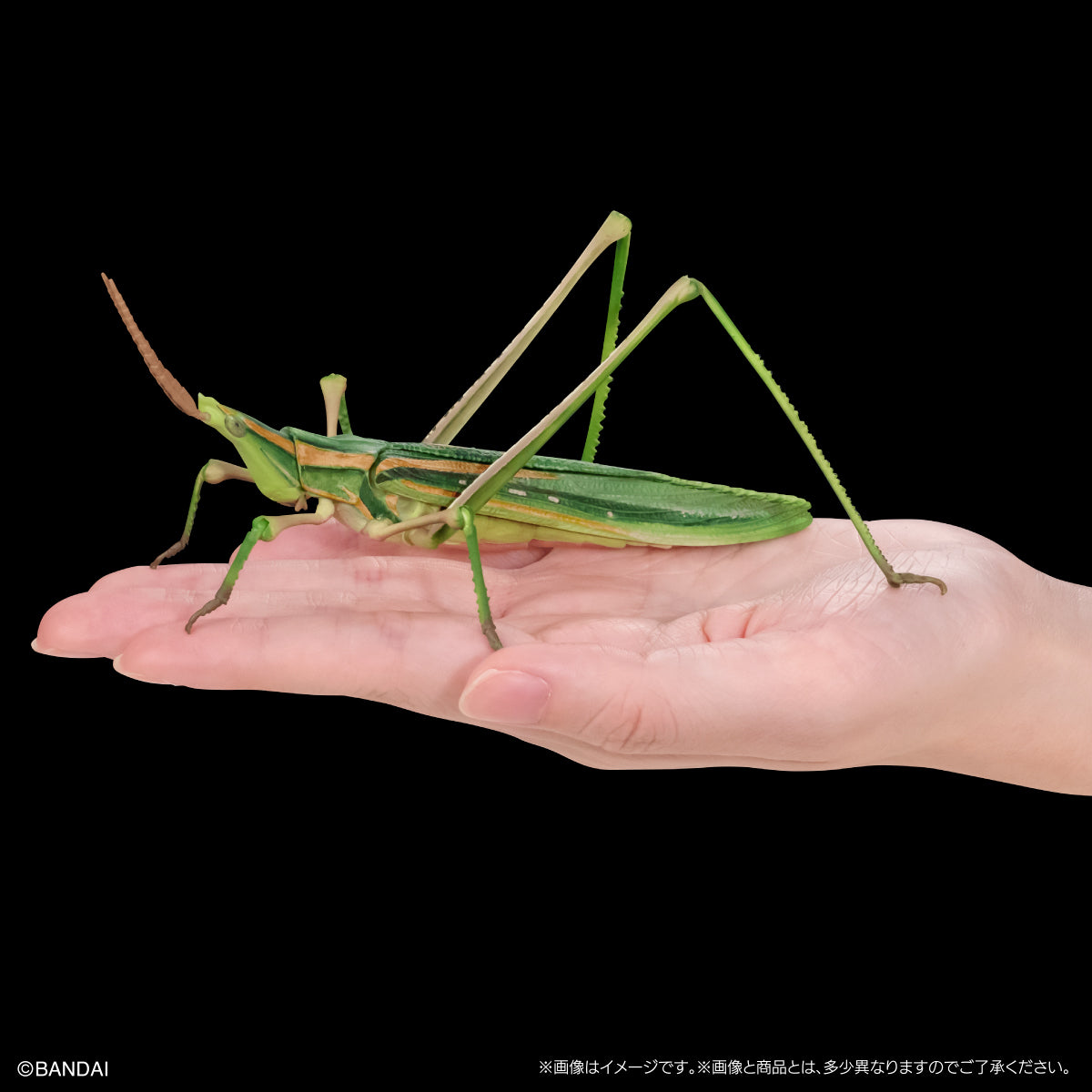 PRE-ORDER Bandai - The Diversity of Life on Earth - Praying Mantis & Oriental Long-headed Grasshopper Display Stand Set