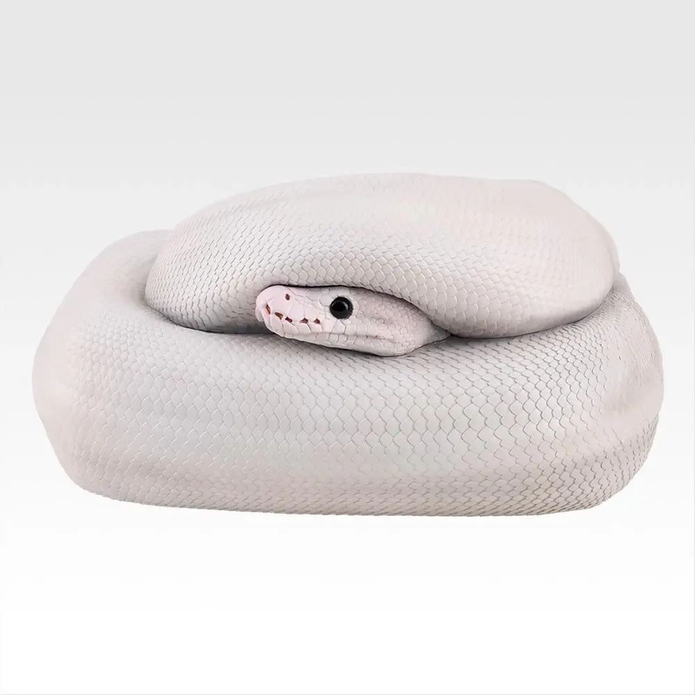 BACK ORDER Bandai Spirits - Ichiban Kuji - Reptiles & Amphibians Tiny Friends Vol. 3 - GRADE B - Ball Python Tissue Case [JP]