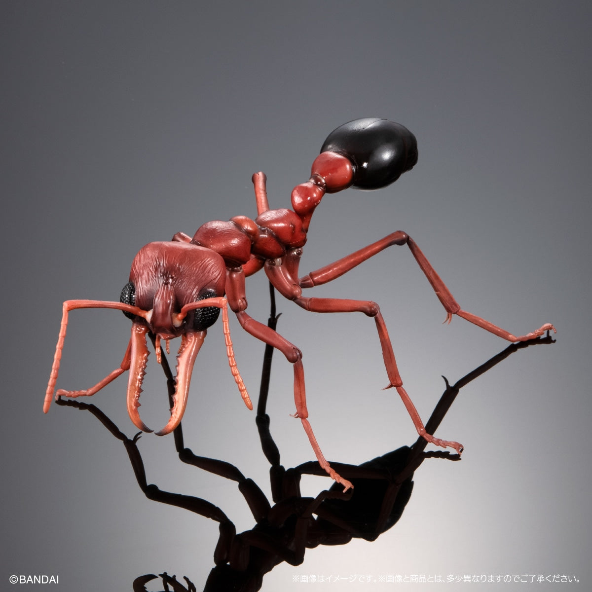 PRE-ORDER Bandai - The Diversity of Life on Earth Advance - Myrmecia (Bulldog Ant) Bark Pedestal (Medium) Set [EXCLUSIVE]