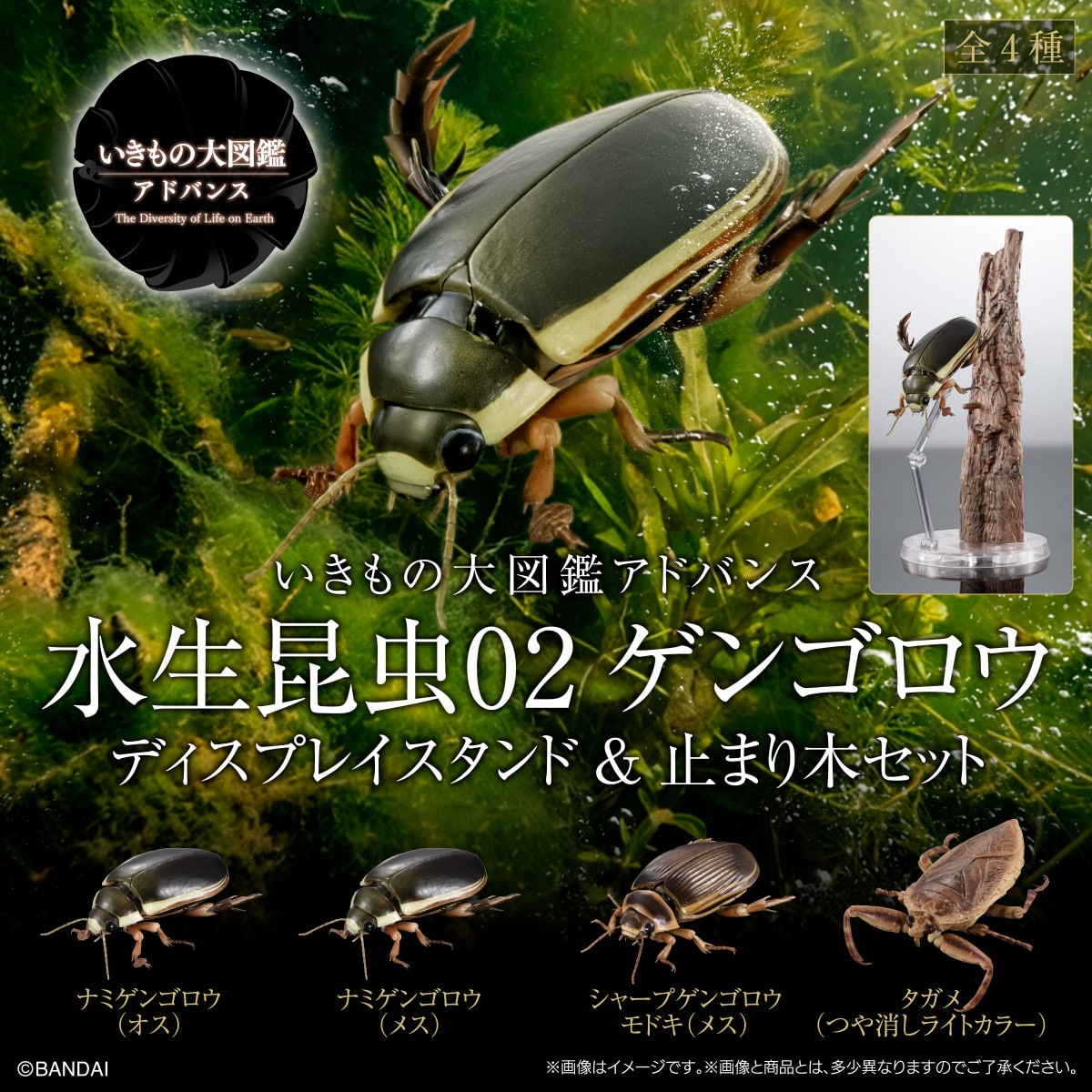 PRE-ORDER Bandai - The Diversity of Life on Earth Advance - Diving Beetle (Cybister Chinensis) Display Stand Set [GOL EXCLUSIVE]