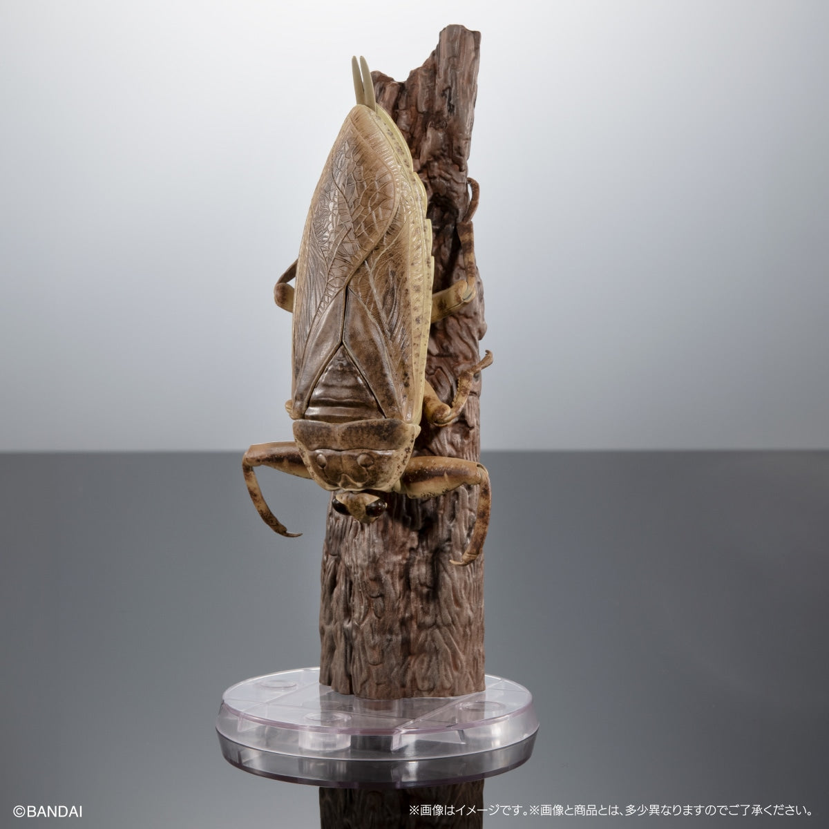 PRE-ORDER Bandai - The Diversity of Life on Earth Advance - Diving Beetle (Cybister Chinensis) Display Stand Set [GOL EXCLUSIVE]