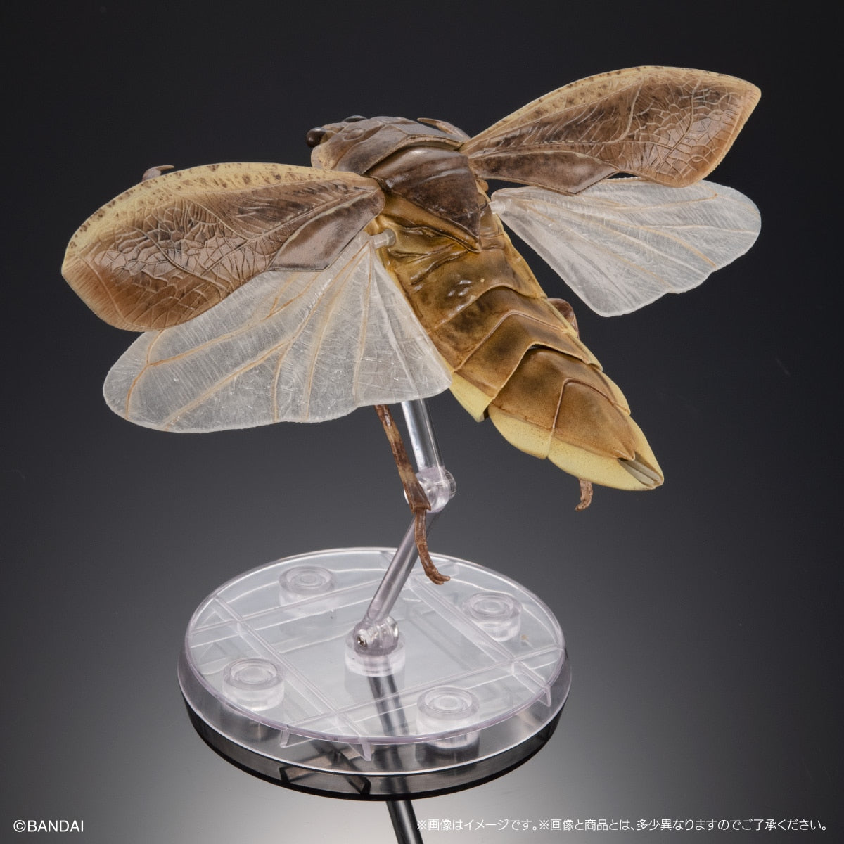 PRE-ORDER Bandai - The Diversity of Life on Earth Advance - Diving Beetle (Cybister Chinensis) Display Stand Set [GOL EXCLUSIVE]
