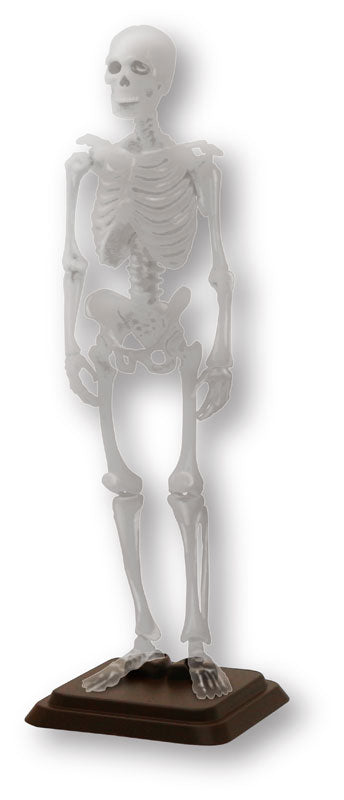SPECIAL ORDER So-Ta - Hakubutsu Modeling Club - Human Skeleton II 1/12 [Box of 4] [JP]