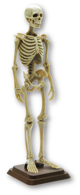 SPECIAL ORDER So-Ta - Hakubutsu Modeling Club - Human Skeleton II 1/12 [Box of 4] [JP]