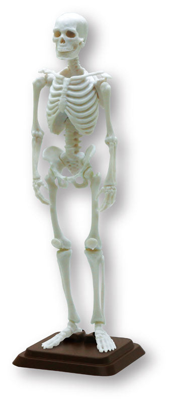 SPECIAL ORDER So-Ta - Hakubutsu Modeling Club - Human Skeleton II 1/12 [Box of 4] [JP]