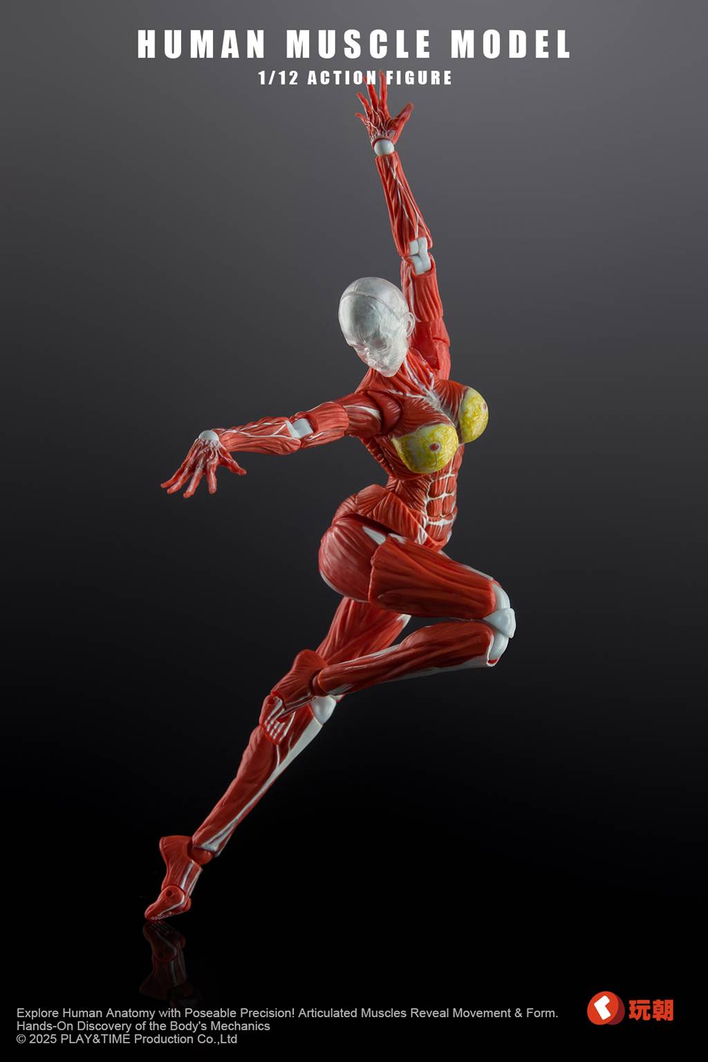 SPECIAL ORDER KEEPGOING Studio - Human Muscle Model - Female Ver. 1/12 [JP]