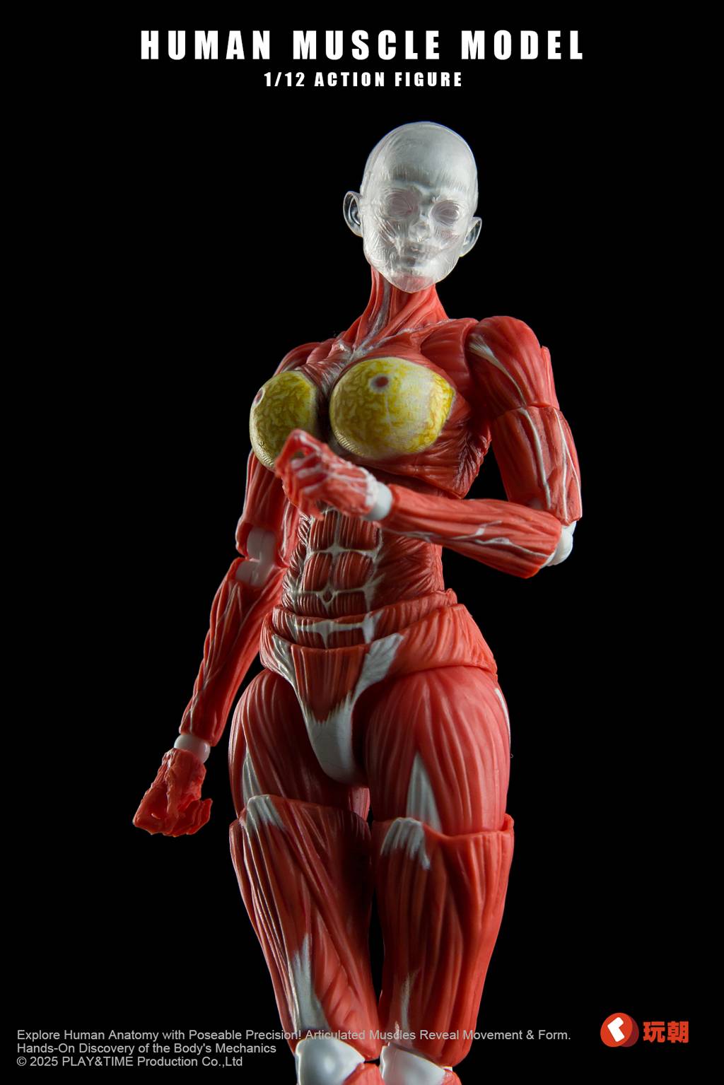 SPECIAL ORDER KEEPGOING Studio - Human Muscle Model - Female Ver. 1/12 [JP]