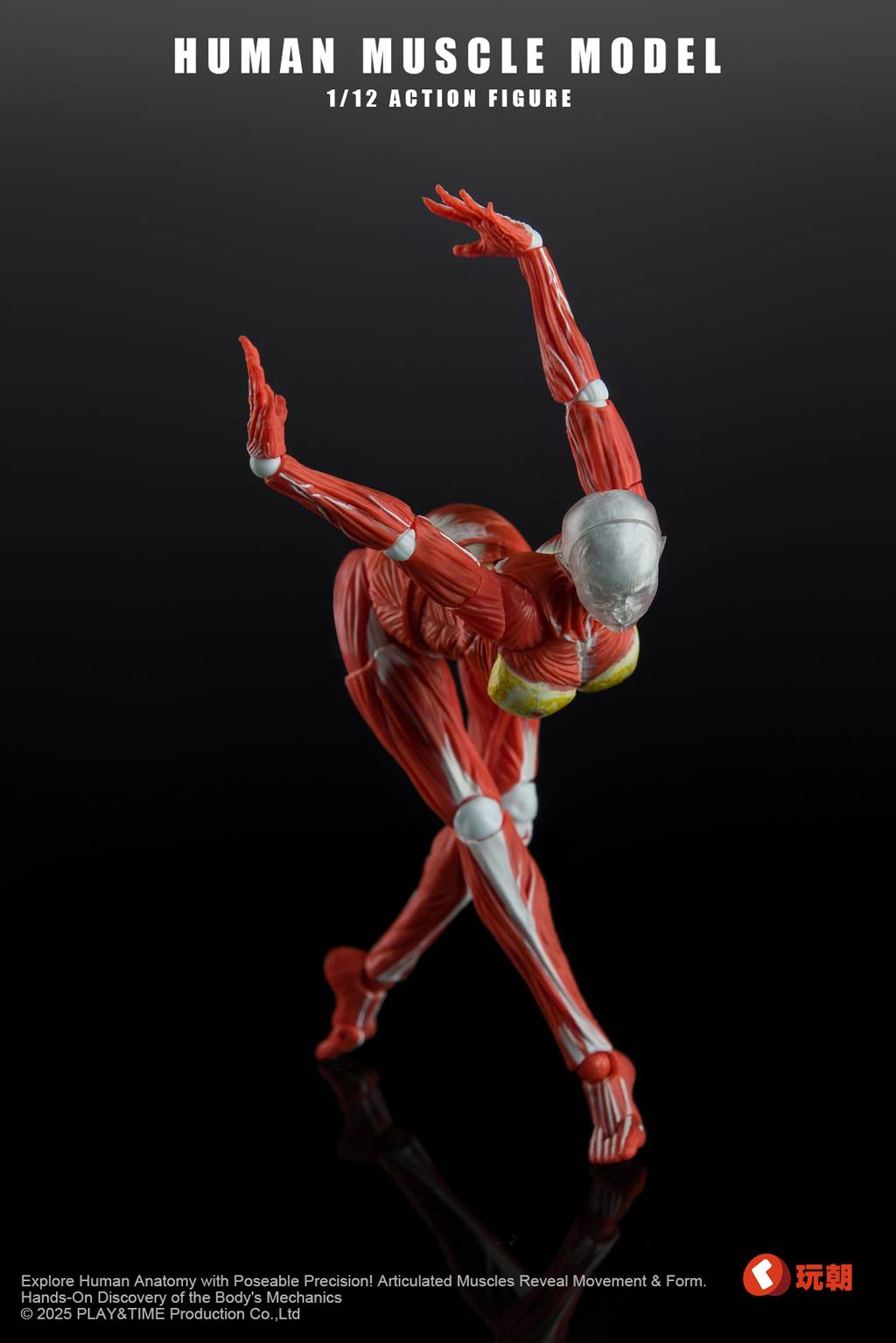 SPECIAL ORDER KEEPGOING Studio - Human Muscle Model - Female Ver. 1/12 [JP]