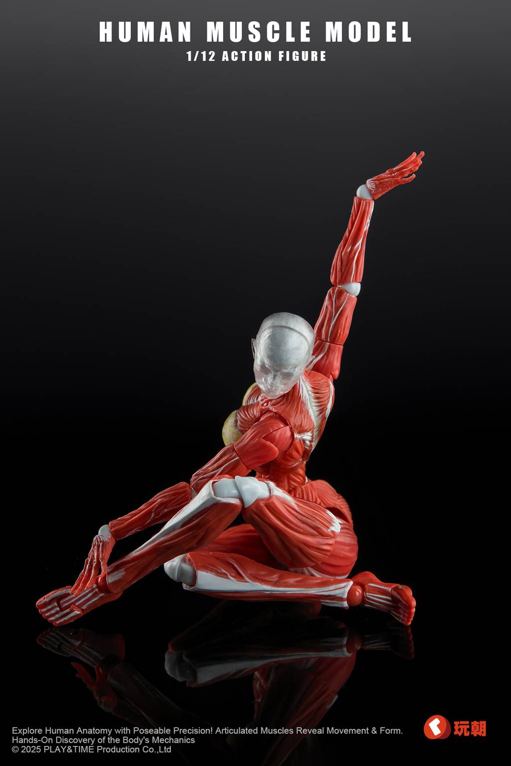 SPECIAL ORDER KEEPGOING Studio - Human Muscle Model - Female Ver. 1/12 [JP]