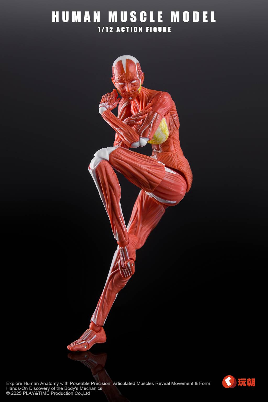 SPECIAL ORDER KEEPGOING Studio - Human Muscle Model - Female Ver. 1/12 [JP]