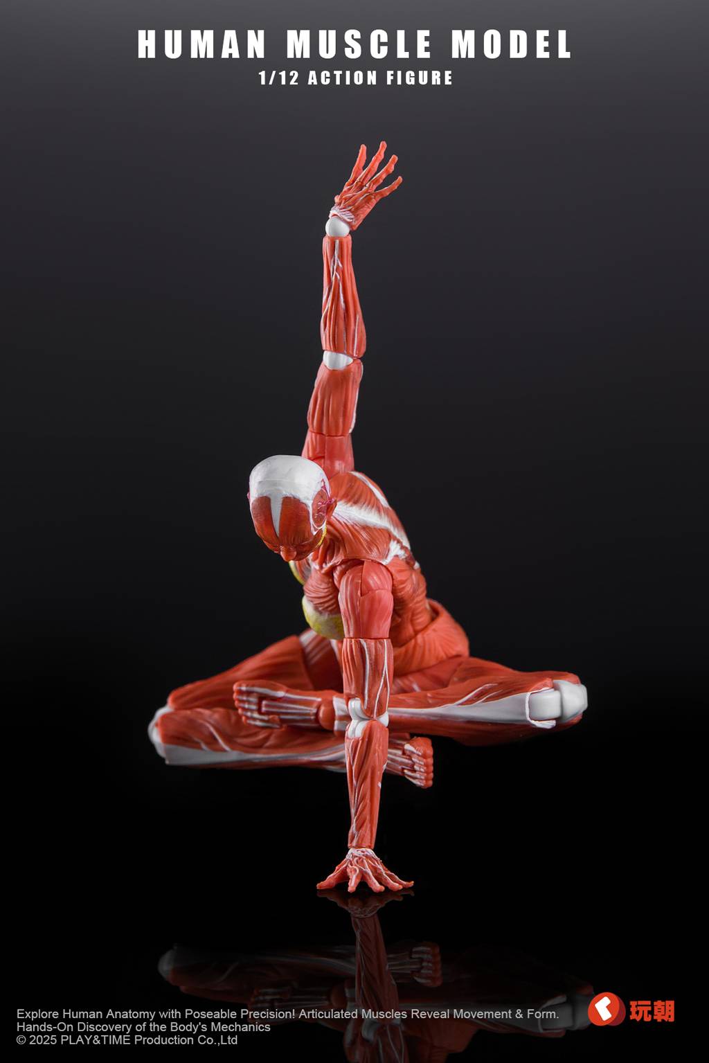 SPECIAL ORDER KEEPGOING Studio - Human Muscle Model - Female Ver. 1/12 [JP]