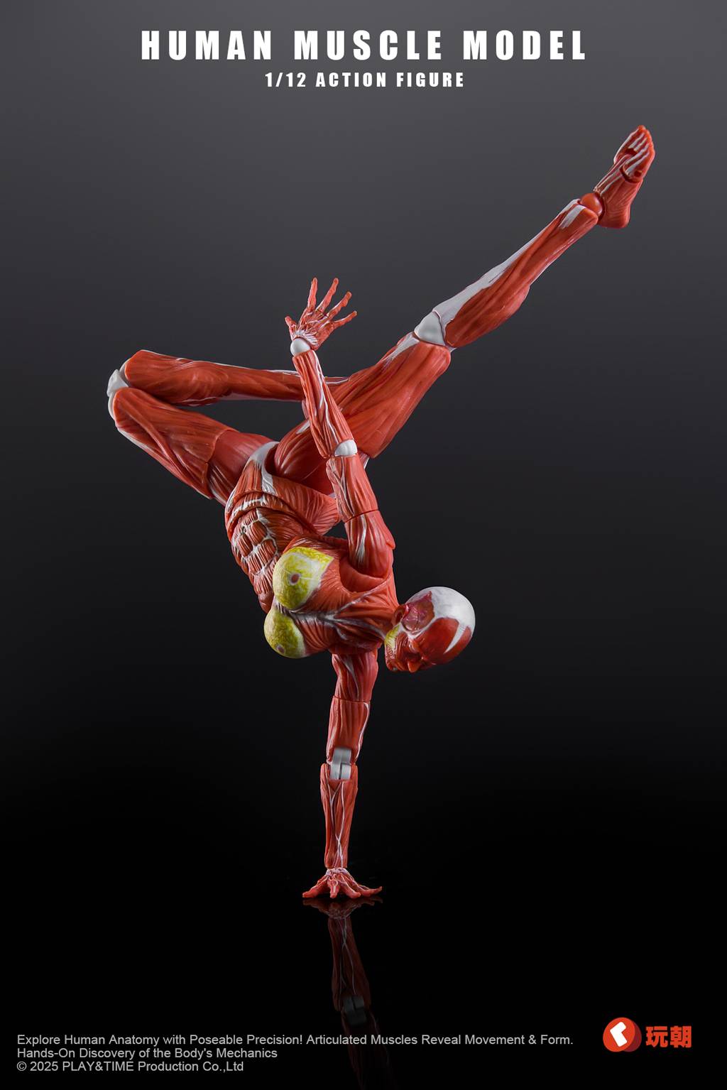 SPECIAL ORDER KEEPGOING Studio - Human Muscle Model - Female Ver. 1/12 [JP]