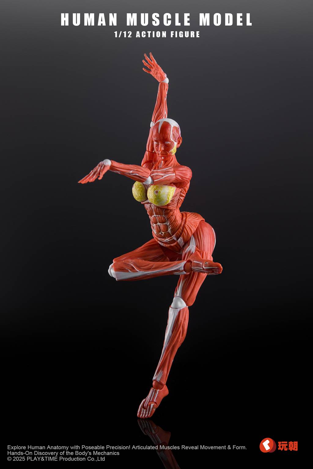 SPECIAL ORDER KEEPGOING Studio - Human Muscle Model - Female Ver. 1/12 [JP]