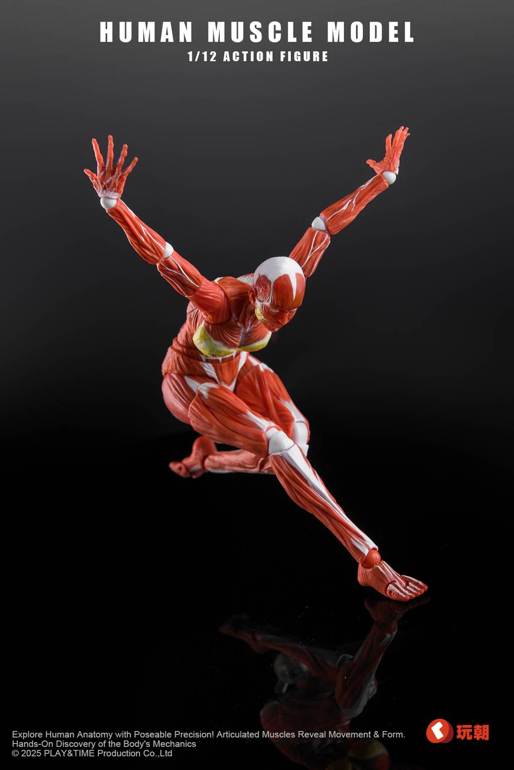 SPECIAL ORDER KEEPGOING Studio - Human Muscle Model - Female Ver. 1/12 [JP]