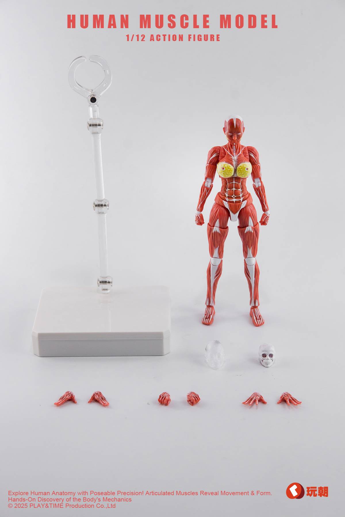 SPECIAL ORDER KEEPGOING Studio - Human Muscle Model - Female Ver. 1/12 [JP]