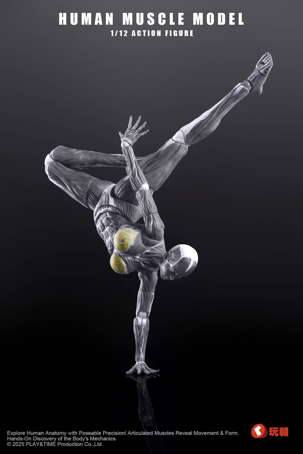 SPECIAL ORDER KEEPGOING Studio - Human Muscle Model - Female Ver.: Gray Color 1/12 [JP]
