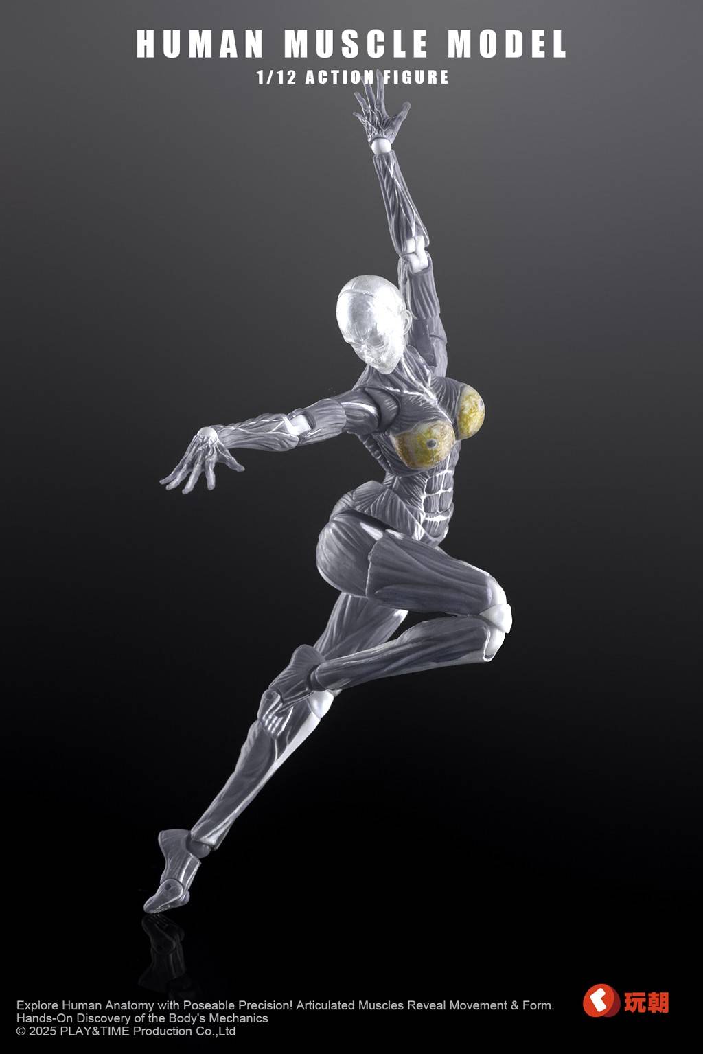 SPECIAL ORDER KEEPGOING Studio - Human Muscle Model - Female Ver.: Gray Color 1/12 [JP]