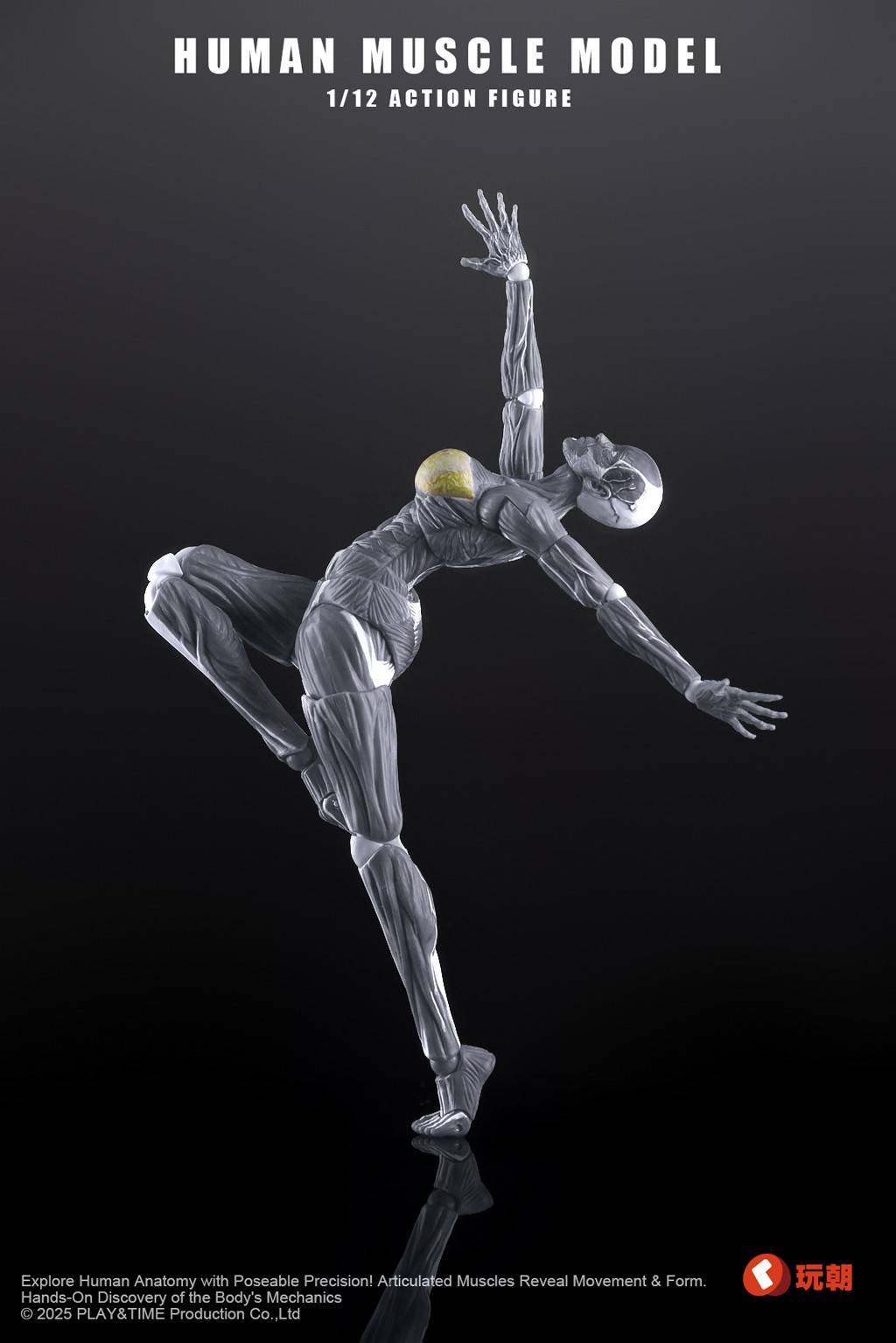SPECIAL ORDER KEEPGOING Studio - Human Muscle Model - Female Ver.: Gray Color 1/12 [JP]