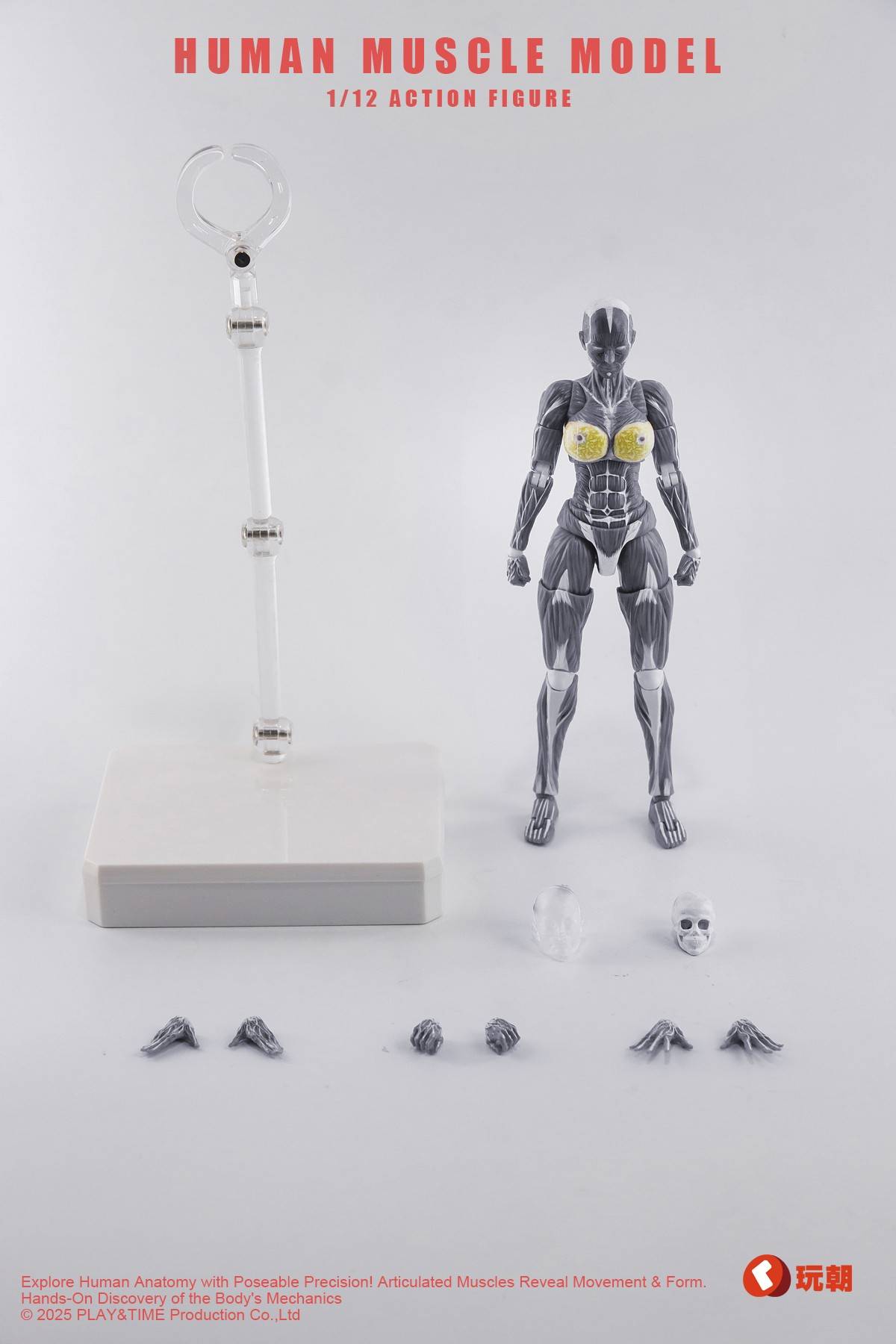 SPECIAL ORDER KEEPGOING Studio - Human Muscle Model - Female Ver.: Gray Color 1/12 [JP]