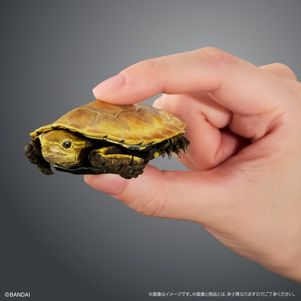 PRE-ORDER Bandai - THE DIVERSITY OF LIFE ON EARTH ADVANCE TURTLE 02 Stone-shaped Special Display Stand Set with Magnet [EXCLUSIVE]