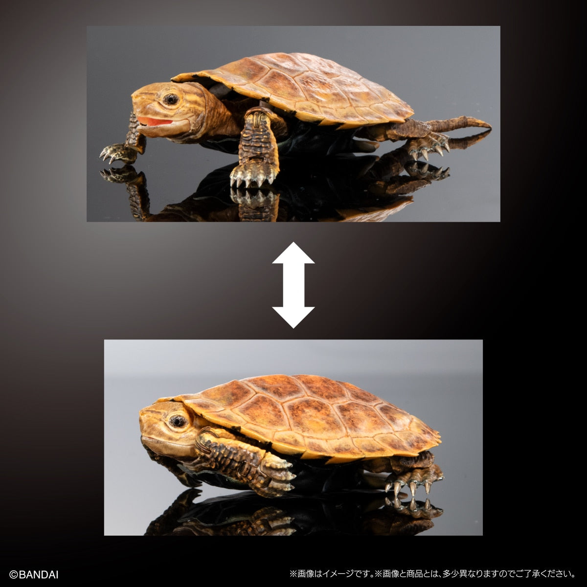 PRE-ORDER Bandai - THE DIVERSITY OF LIFE ON EARTH ADVANCE TURTLE 02 Stone-shaped Special Display Stand Set with Magnet [EXCLUSIVE]