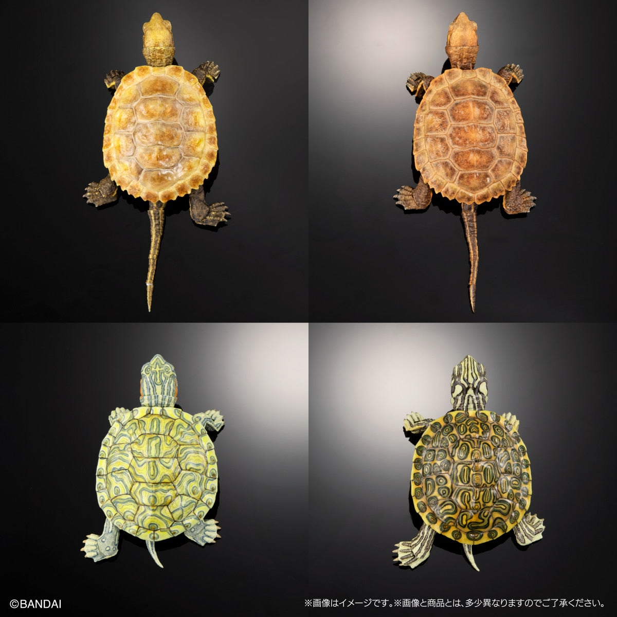 PRE-ORDER Bandai - THE DIVERSITY OF LIFE ON EARTH ADVANCE TURTLE 02 Stone-shaped Special Display Stand Set with Magnet [EXCLUSIVE]