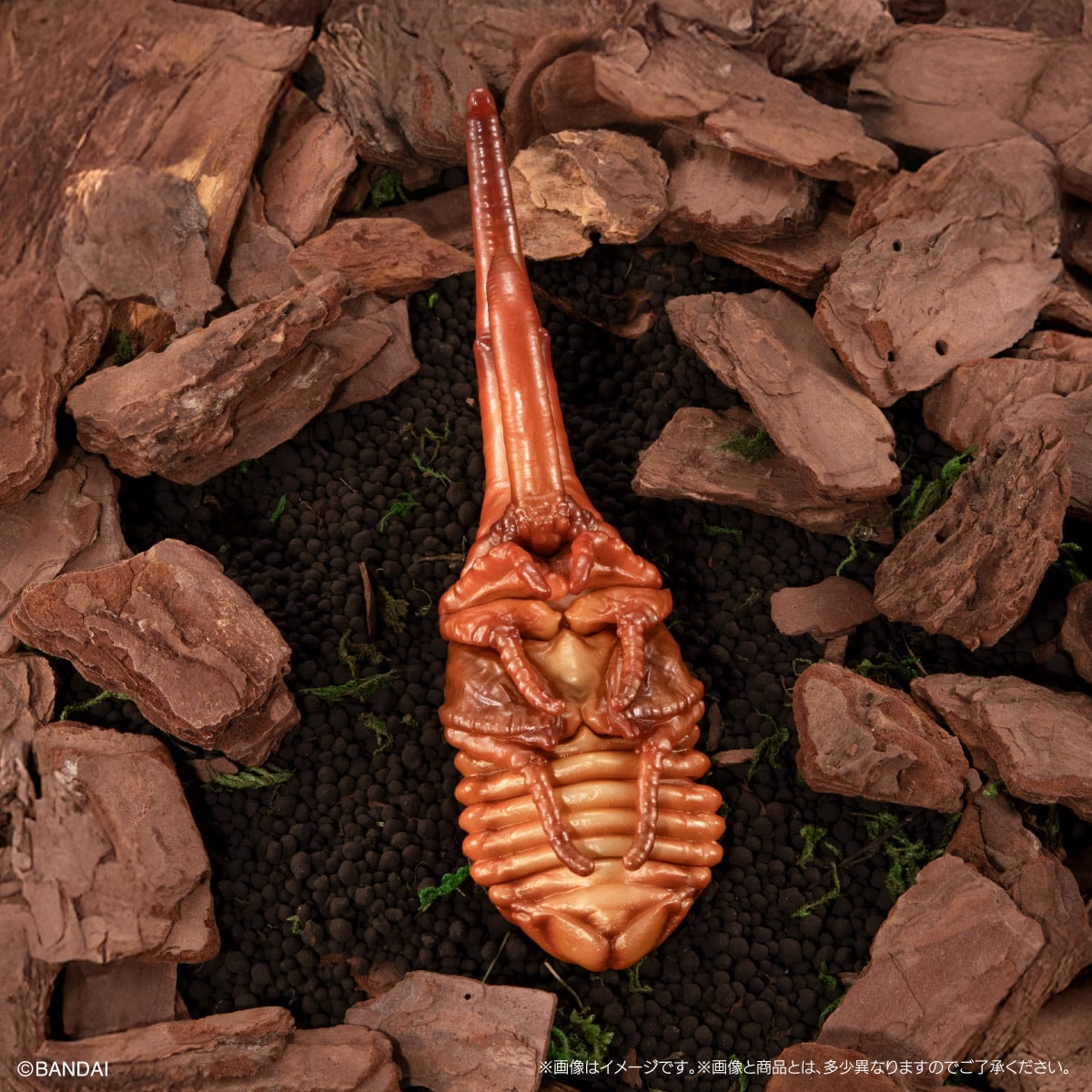 PRE-ORDER Bandai - The Diversity of Life on Earth - Beetle (Kabuto Mushi) 10 Bark Pedestal (Small) Set [Gashapon Online EXCLUSIVE]