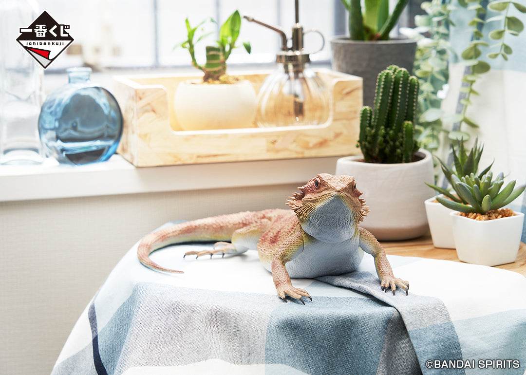 BACK-ORDER Bandai Spirits - Ichiban Kuji - Reptiles & Amphibians Tiny Friends Prize A - Bearded Dragon