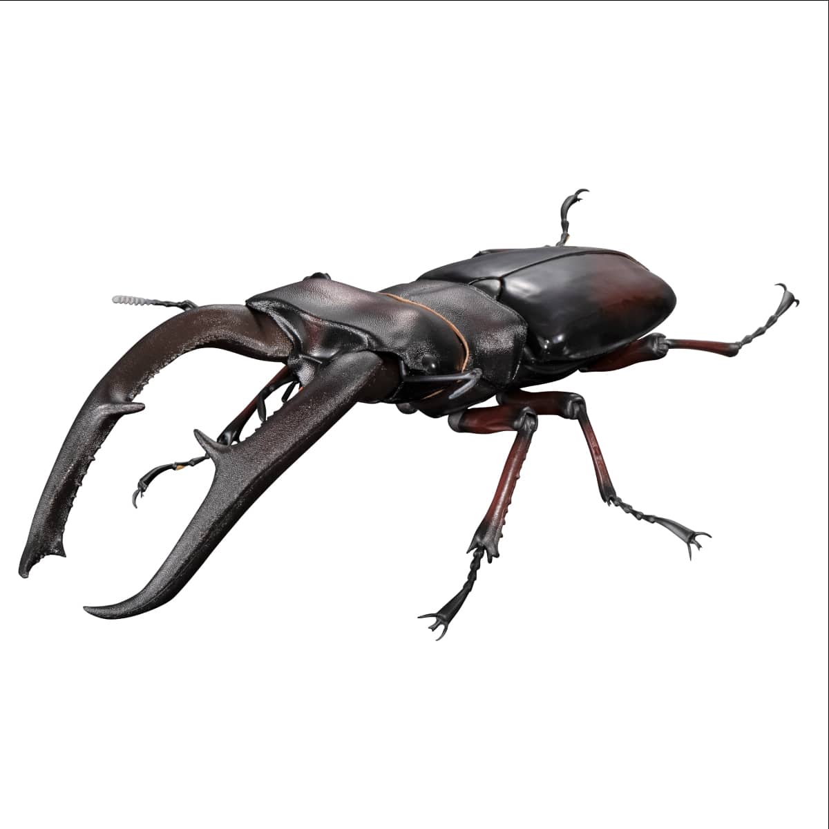 IN-STOCK Bandai - The Diversity of Life on Earth PREMIUM - Mandibularis Stag Beetle (Hexarthrius mandibularis) (Red) [Gashapon Online Exclusive]