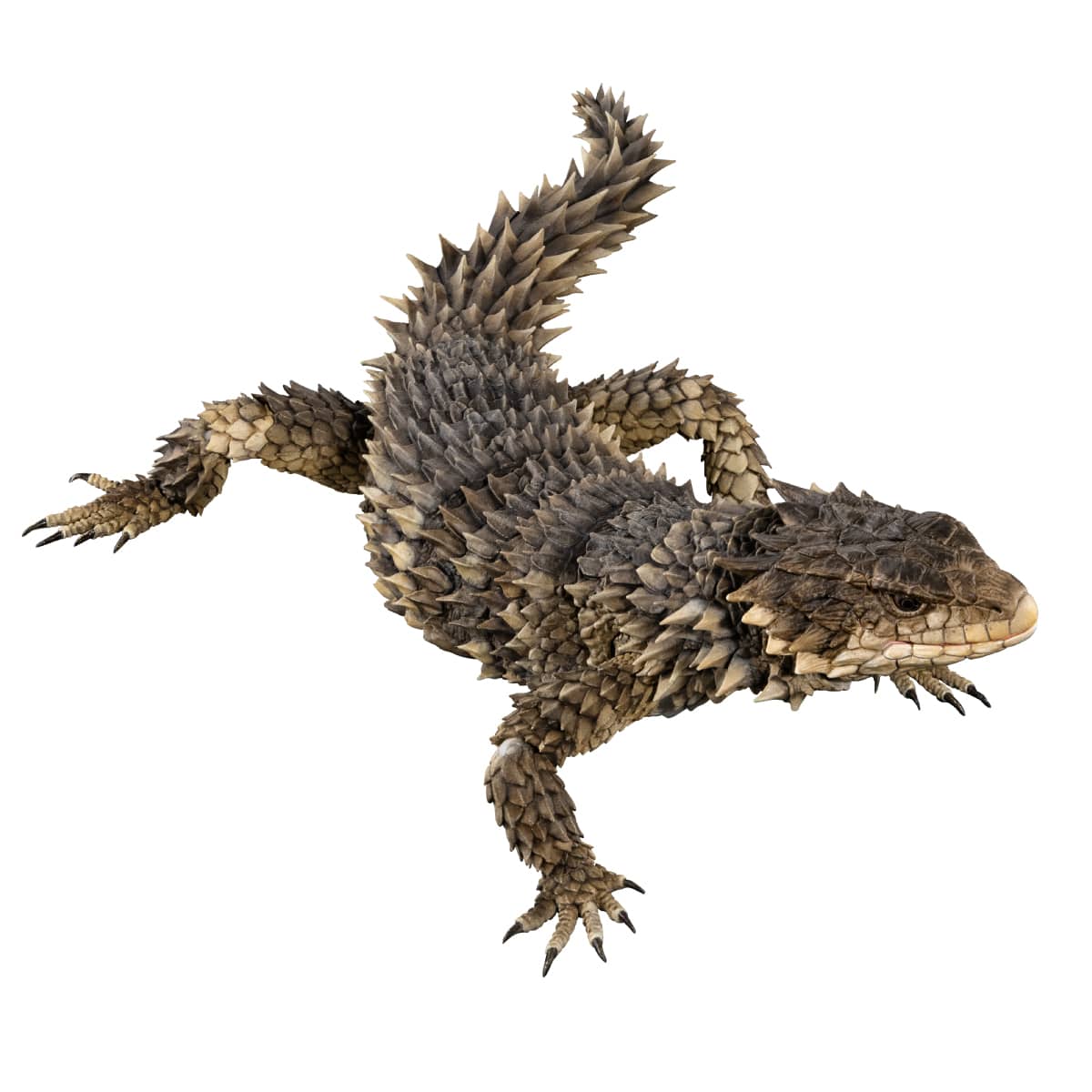 PRE-ORDER Bandai - The Diversity of Life on Earth - Ultimate Smaug Giganteus