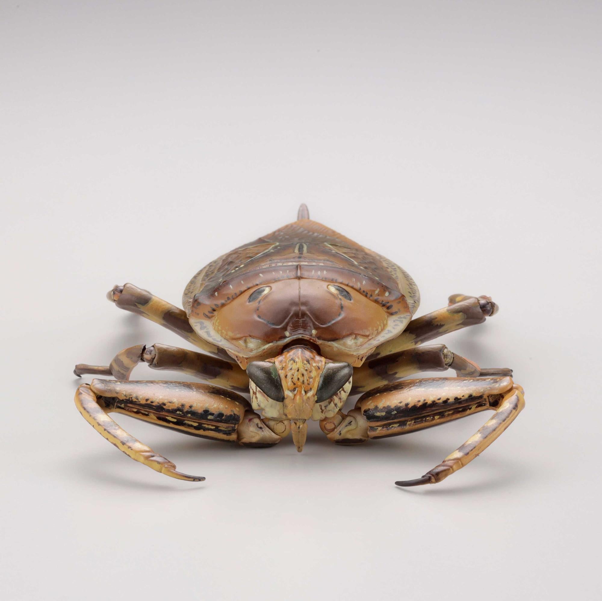 PRE-ORDER REVO GEO - Kirkaldyia deyrolli