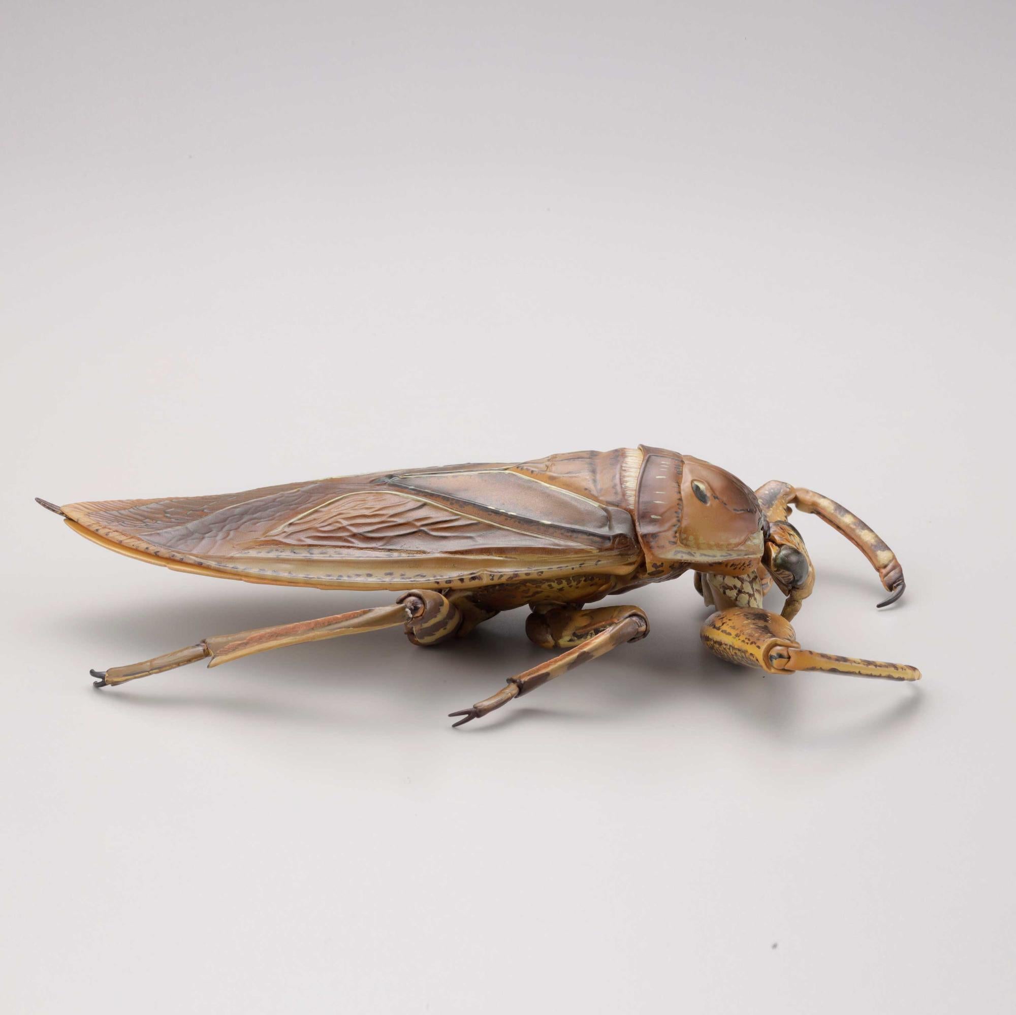 PRE-ORDER REVO GEO - Kirkaldyia deyrolli