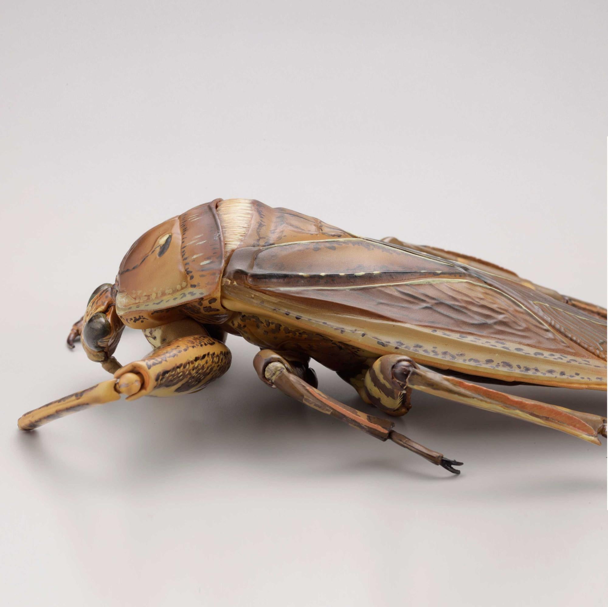 PRE-ORDER REVO GEO - Kirkaldyia deyrolli