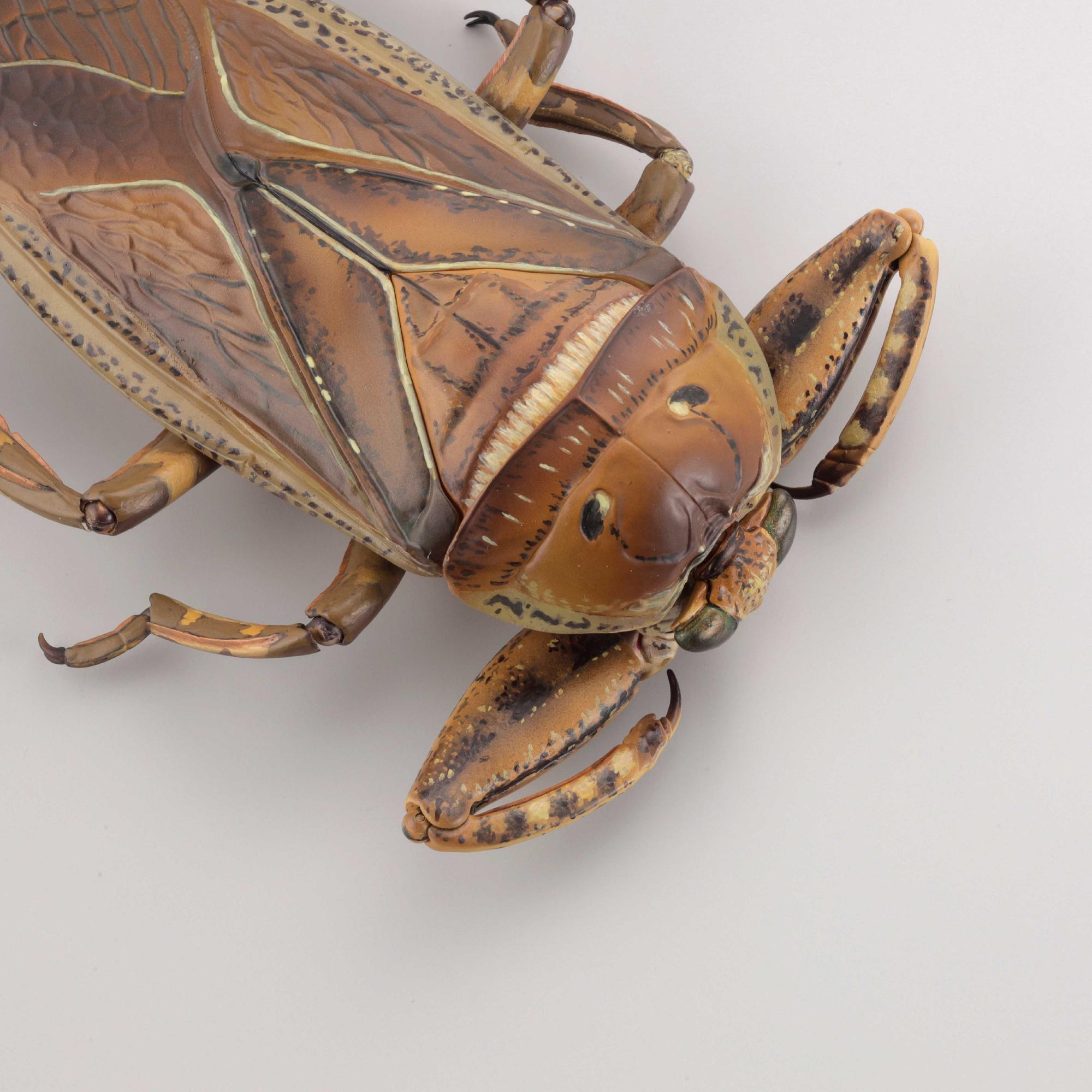 PRE-ORDER REVO GEO - Kirkaldyia deyrolli