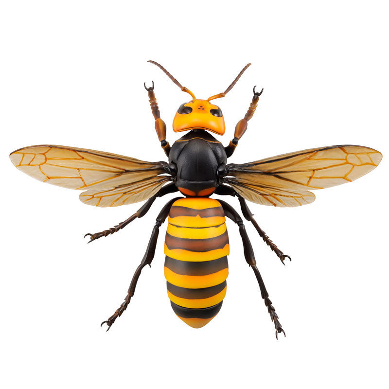PRE-ORDER Revo Geo - Japanese Giant Hornet