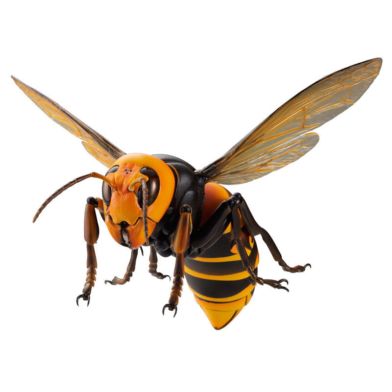 PRE-ORDER Revo Geo - Japanese Giant Hornet