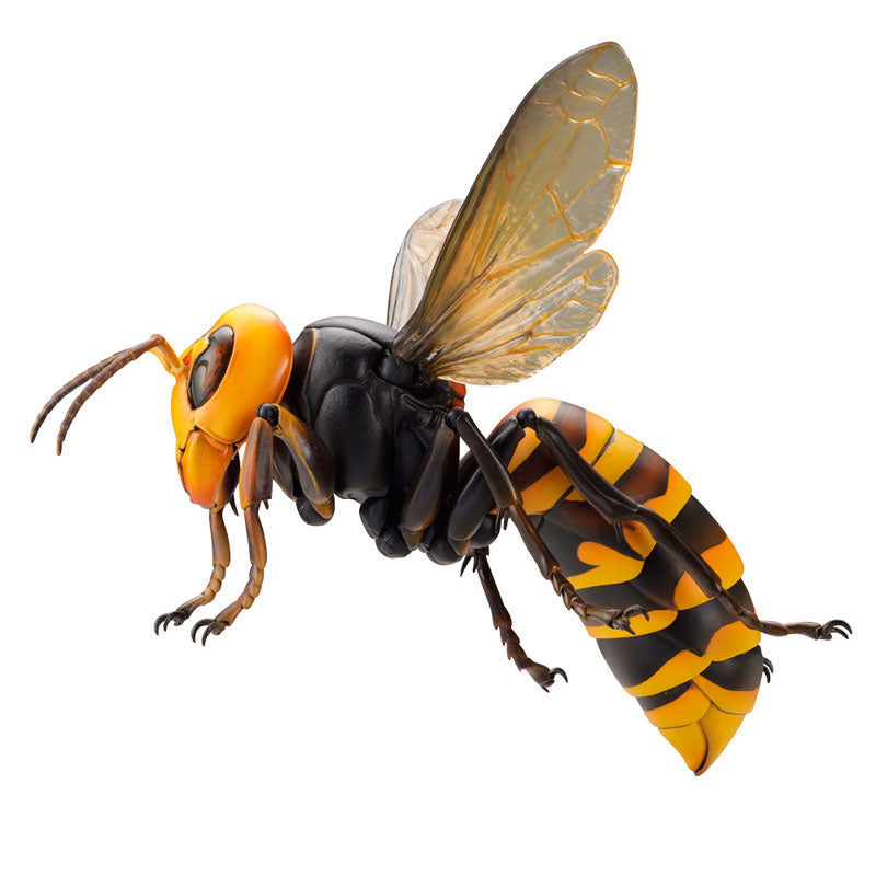 PRE-ORDER Revo Geo - Japanese Giant Hornet