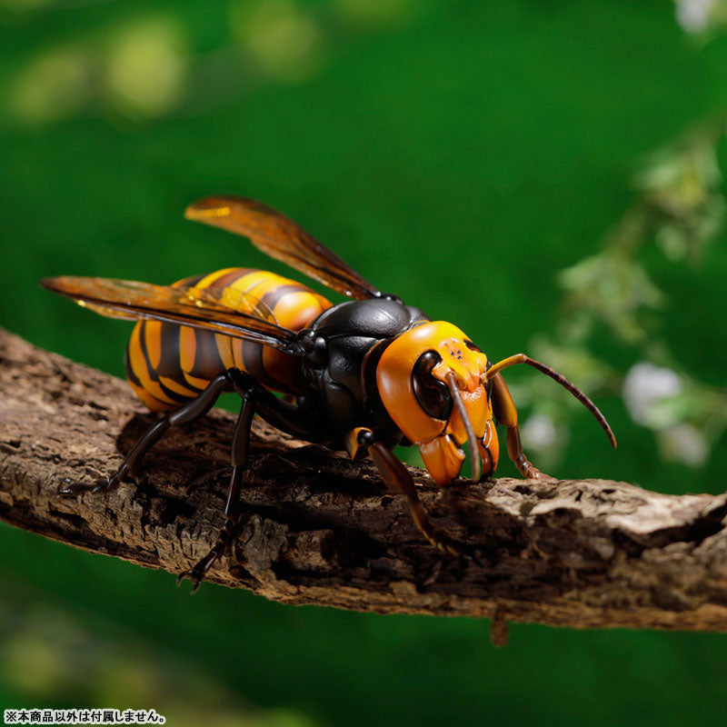 PRE-ORDER Revo Geo - Japanese Giant Hornet