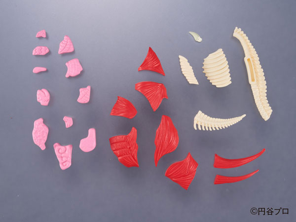 PRE-ORDER Anatomy Puzzle Fantasy - Ultraman - Gomora